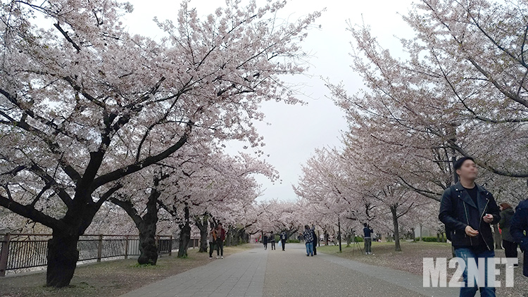 大阪城公園 桜満開その２