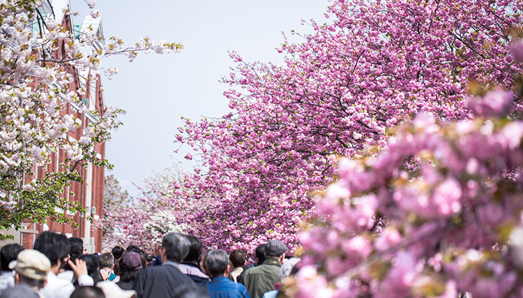 大阪のお花見 桜(サクラ)人気スポット明治から続く造幣局の桜道からの大阪城ぐるり