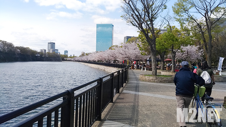 大阪城公園 桜満開その１